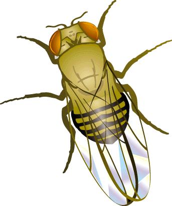 drosophila life cycle. 08) » Drosophila wild type